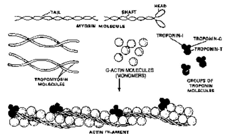 Structure of Skeletal Muscle